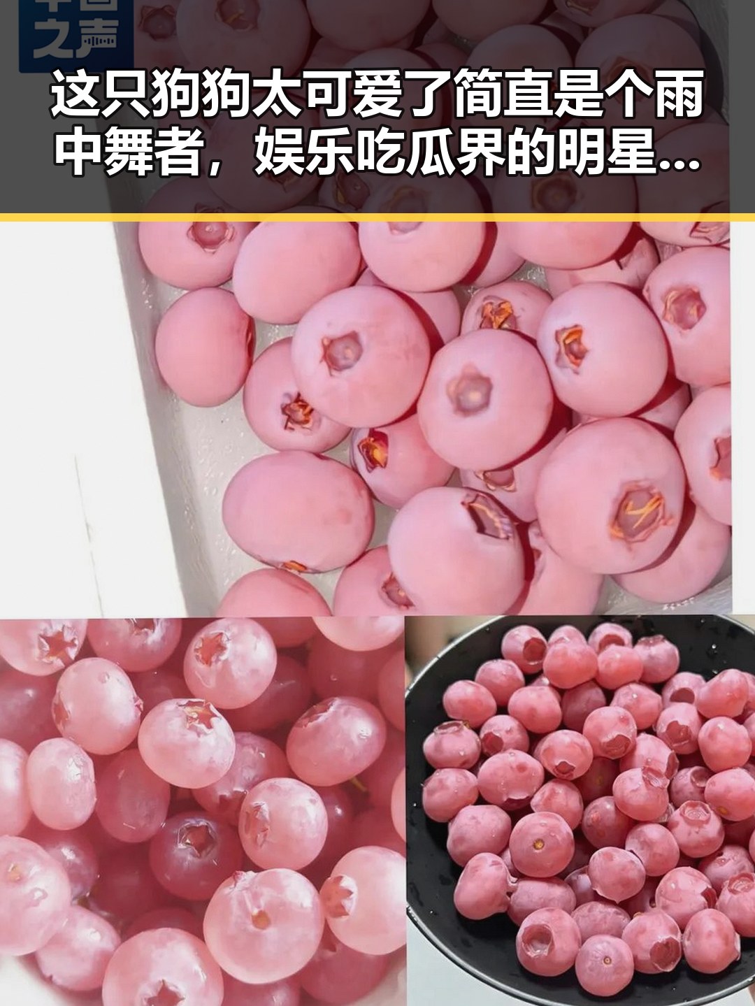 这只狗狗太可爱了简直是个雨中舞者，娱乐吃瓜界的明星风云人物聂小雨竟在直播翻车