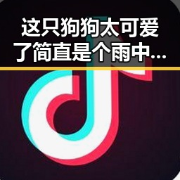 这只狗狗太可爱了简直是个雨中舞者，娱乐吃瓜界的明星风云人物聂小雨竟在直播翻车