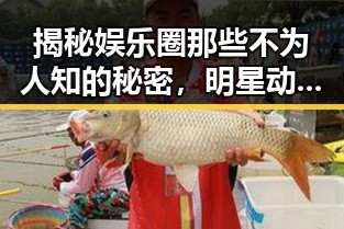 揭秘娱乐圈那些不为人知的秘密,明星动态与上海堡垒中的甜蜜暴击