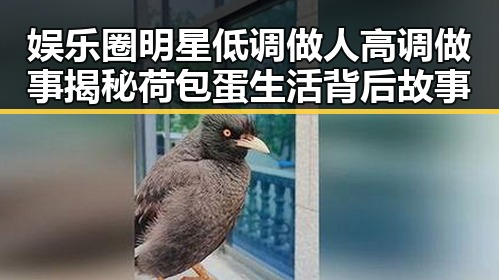 娱乐圈明星低调做人高调做事揭秘荷包蛋生活背后故事