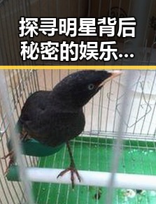 探寻明星背后秘密的娱乐圈吃瓜爆料小游戏与明星旧照黑料揭秘